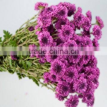 Fashion Best-Selling chrysanthemum flower mini