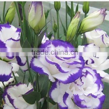 High quality hotsell factory direct export eustoma