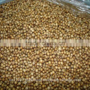 CORIANDER SEEDS