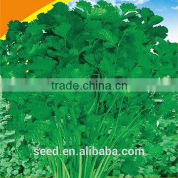 open pollinated leafy caraway seeds Big Leaf