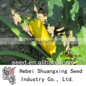 Yellowtiao chinese yellow skin early mature Squash seeds