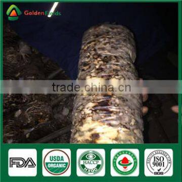 Mushroom Company Bulk Supply Wholesale Price of Shiitake Mushroom Growing Log Bag Kit photo-6