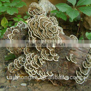 Zhongke Brand Private Label Liver Care Liver Pills Gano Excel Capsule photo-6