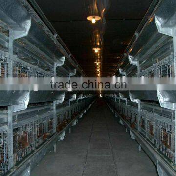 H Frame Pullet Raising System