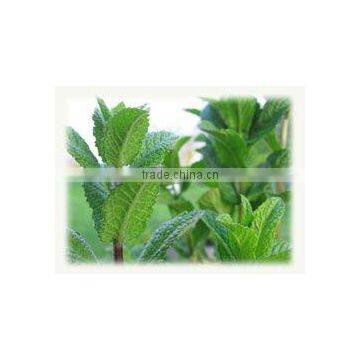 Peppermint Oil (Confirming to IP)