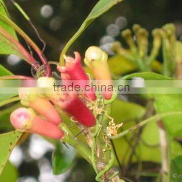 CLOVE OIL FOR ORGANIC USES photo-3