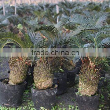 Bonsai Cycas Revoluta