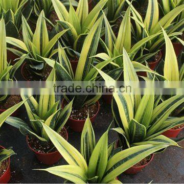 Sansevieria cyllindrica plants