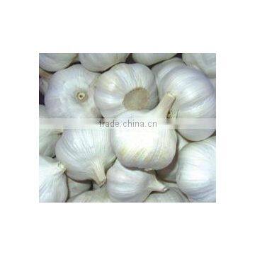 New Crop Normal White Garlic photo-3
