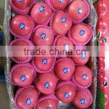 2016 China Red Honey Fuji Apple photo-4