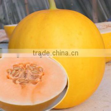 Hybrid F1 Yellow Sweet Melon Seeds For Growing-Red Mountain F1