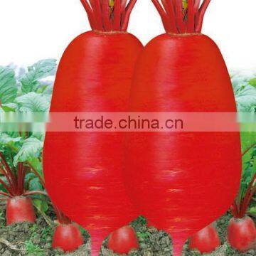 Red radish seeds chinese vegetable seeds for growing- Covered red