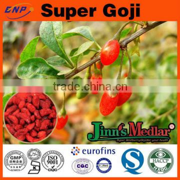 Tianshan Mountain Goji Berries Dried