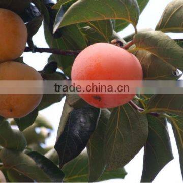 Persimmon Extract Powder from GMP Certified Manufacturer