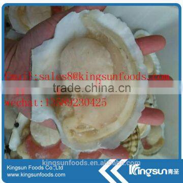 high quality IQF frozen half shell with roe sea scallop