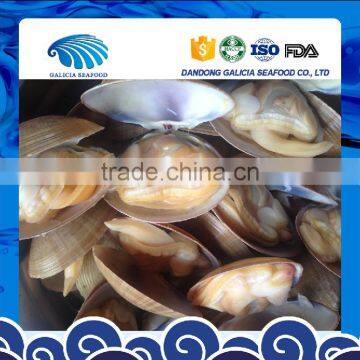 Frozen Clam Variety Surf Clam