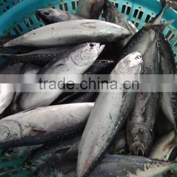 Frozen Bonito tuna whole frozen new fish