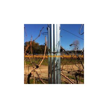 Hot Sale 2.4m Steel Grape Stake
