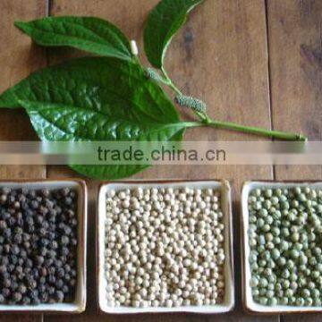 Vietnam White Pepper Wholesale