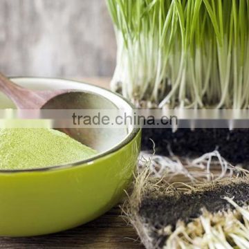 Premium Grade Wheat Grass Powder From India