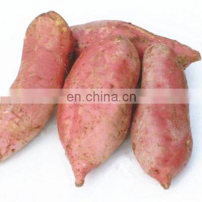Chinese Yam Fresh Sweet Potato photo-3