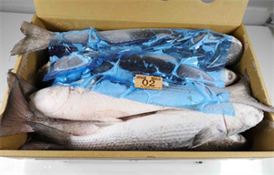Mullet Fish / Grey Mullet, Mullet 1000-200 photo-4