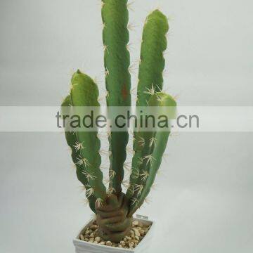 Cheap large cactus indoor plants wholesale