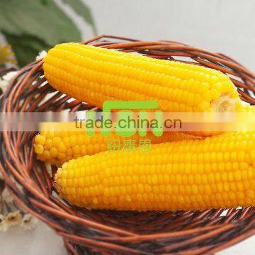 Frozen Yellow Sticky Corn Cob