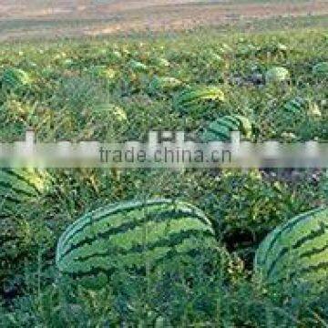 Overlord No.2 Chinese high resistance oval shape watermelon seeds