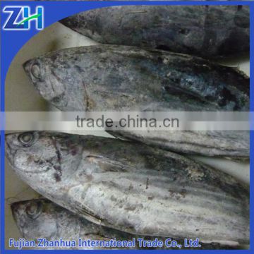 iqf frozen skipjack bonito tuna fish whole round sale