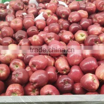 new crop red delicious pome apple