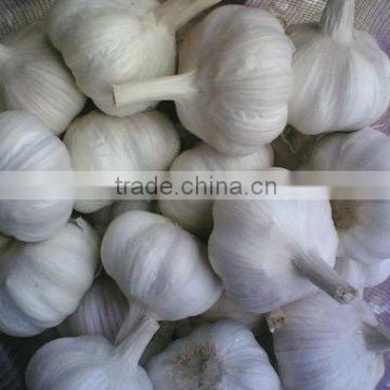 2013 Normal White Garlic