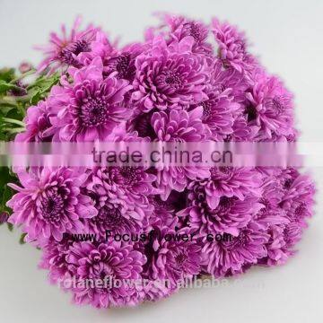 Different Colors Chrysanthemum Cut Fresh With 10 Stems/Bundle Single Stem Chrysanthemum For Decoration With 0.5kg/Bundle Chrysan