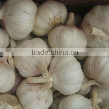 Natural garlic 5cm