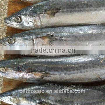 frozen fresh Spanish mackerel on sale