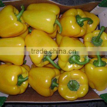 fresh capsicum