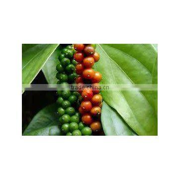 BLACK PEPPER VIETNAM ORIGIN