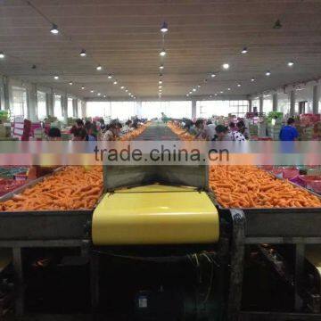 Fresh Shandong Carrot factory