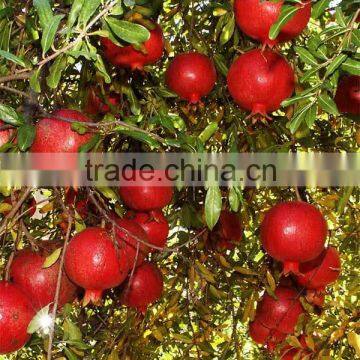 FRESH SWEET POMEGRANTE