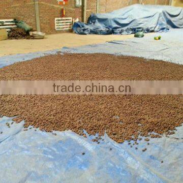 VIETNAM SCAPHIUM SCAPHIGERUM photo-4