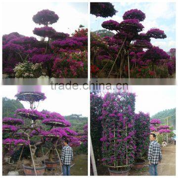 Small Medium Big Size Multicolor Blooming Bougainvillea Spectabilis Willd of Decorative Ornamental Outdoor Indoor Bonsai Plants