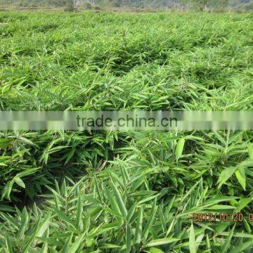 Perennial Plants Bamboo Seedling