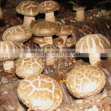 High Quality Shiitake Mushroom Extract Powder