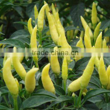 Upright Hot Pepper/Chilli/Cayenne Seed Bai Mi La No.2 photo-3