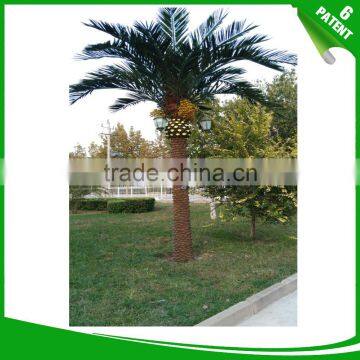 Date Palm Canariensis Tree street light