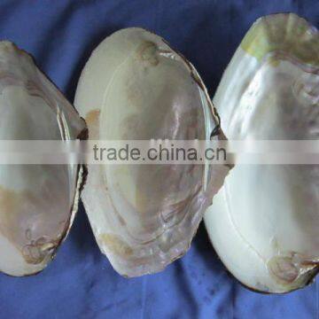 New arrival Wholesale natural freshwater shells raw shells