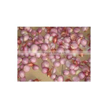 Small Garlic Peeling Machine Peeling Machine Garlic Peeling Machine Garlic Processing Equipment photo-2