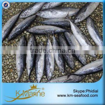 Hot Selling 18 months Shelf Life Good Quality About Frozen Bonito