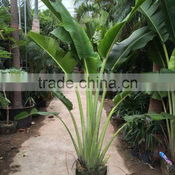 Ravenala Madagascariensis-Travelers Palm-trees-plants High 2-7m photo-4