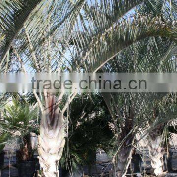 Dypsis Decareyii "Triangle Palm" 250/300 in 40 Liters Pot photo-3